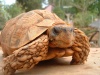 spider tortoise
